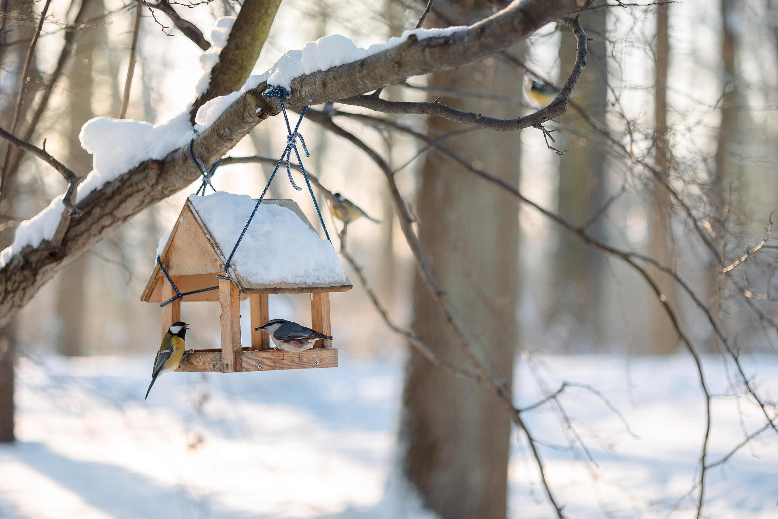 vogelhuisje winter