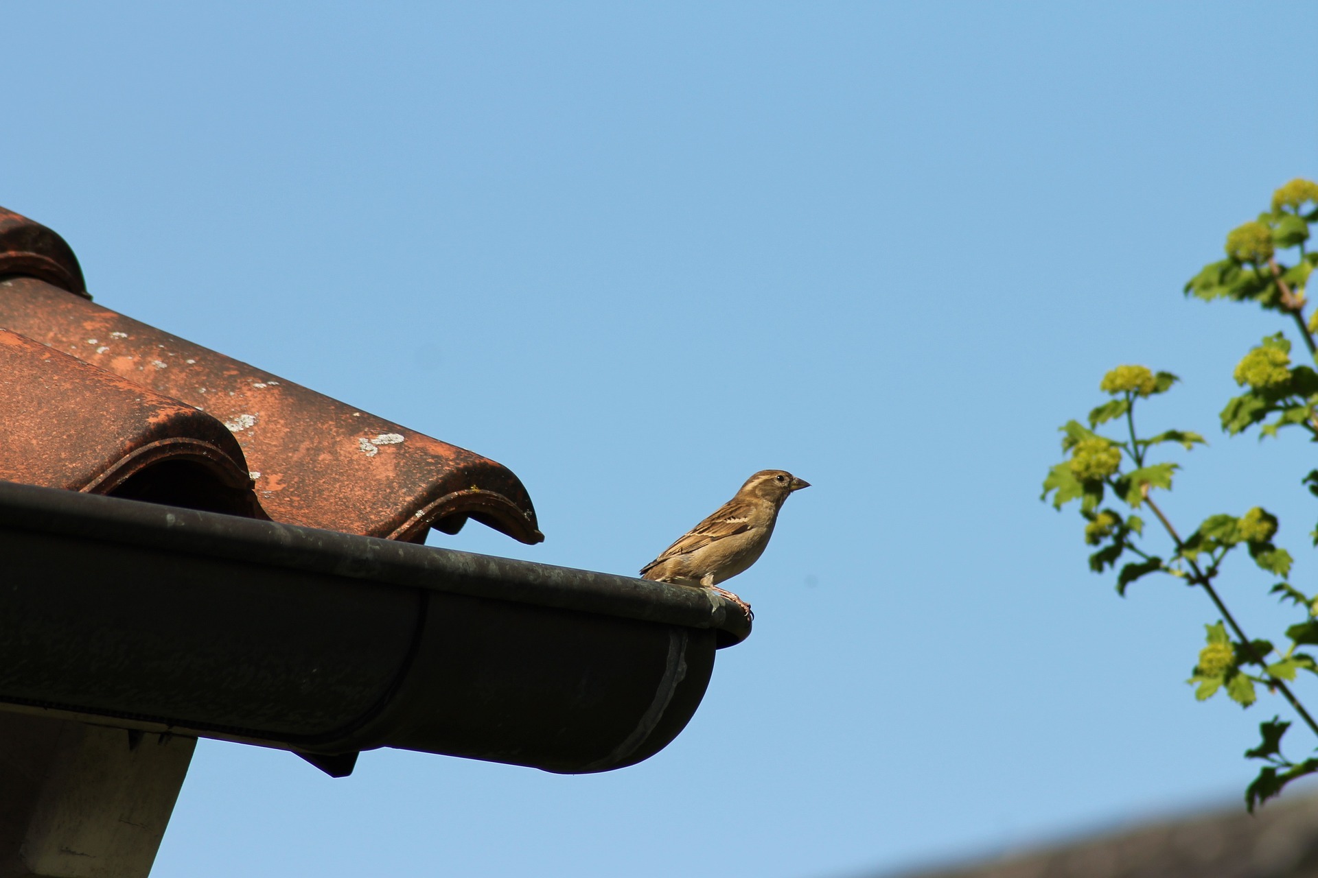 afbeelding natuurvriendelijk wonen